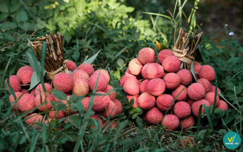 Vải thiều Lục Ngạn