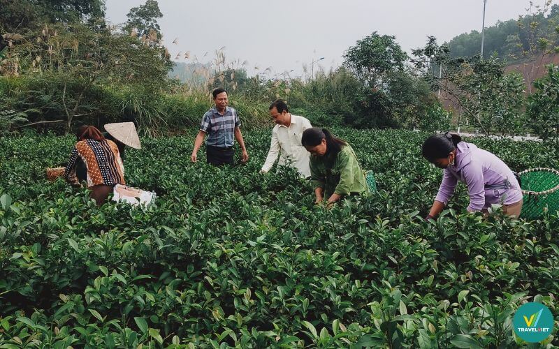 Chè (trà) Bát Tiên Sơn Động