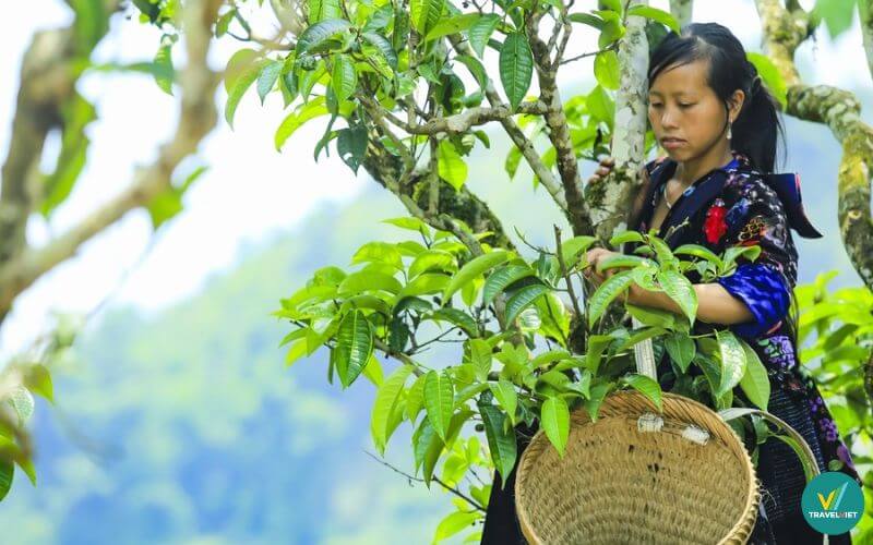 Chè tuyết Tủa Chùa