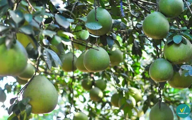 Bưởi Tân Triều