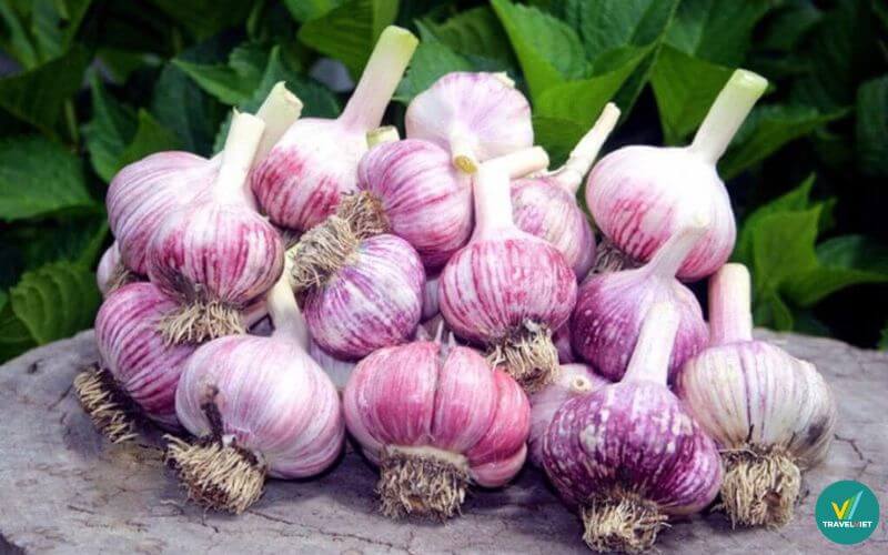 Tỏi tía Hòa Bình