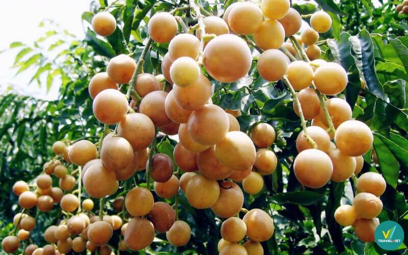 Quất hồng bì Kì Sơn