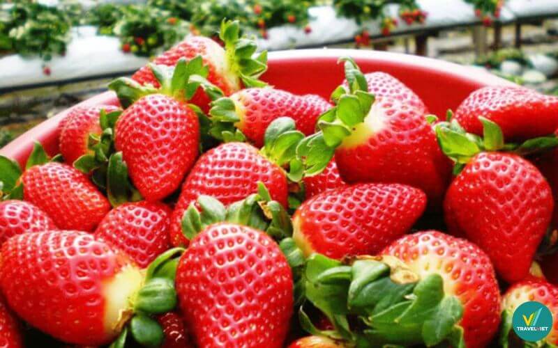 Dâu tây Đà Lạt
