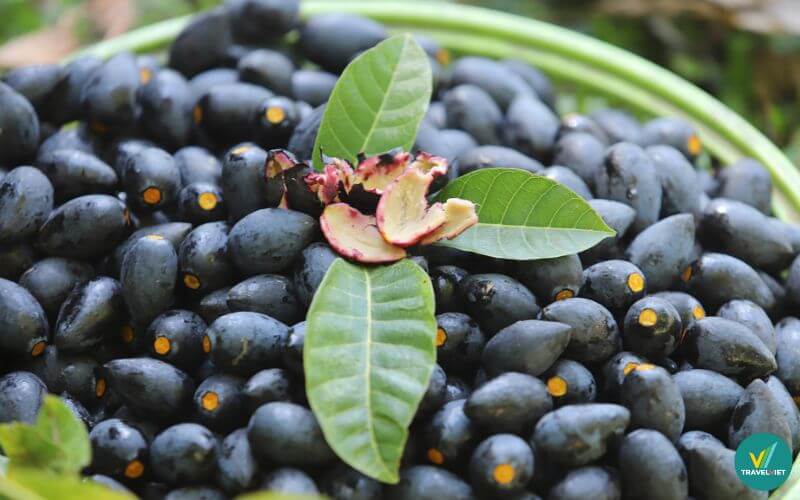 Trám đen Hà Châu