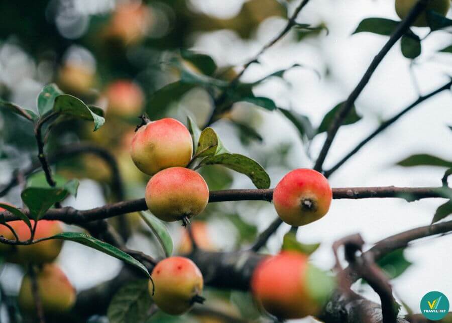 Táo mèo Tây Bắc