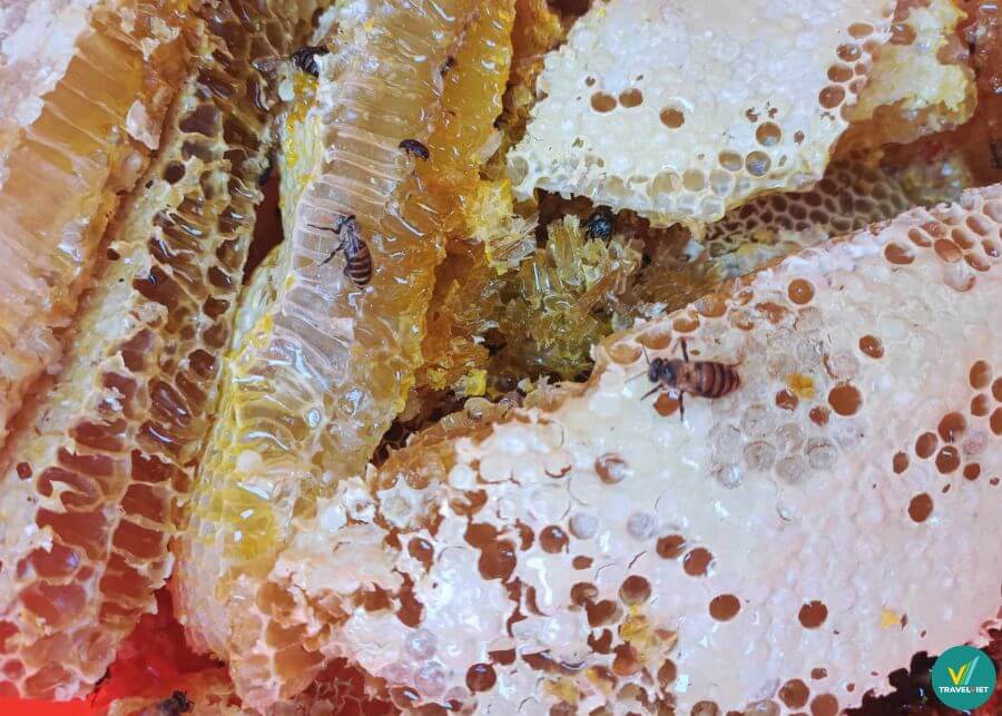 Mật ong rừng Mù Cang Chải