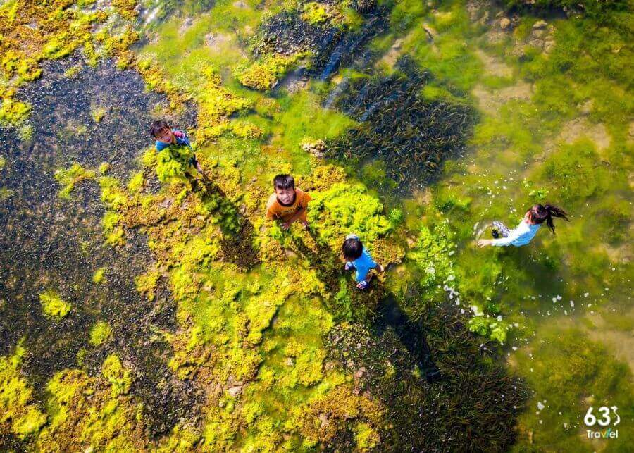 Bãi rêu xanh làng Từ Thiện