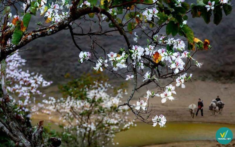 Tham gia lễ hội Hoa Ban Điện Biên - Chơi gì ở Điện Biên?