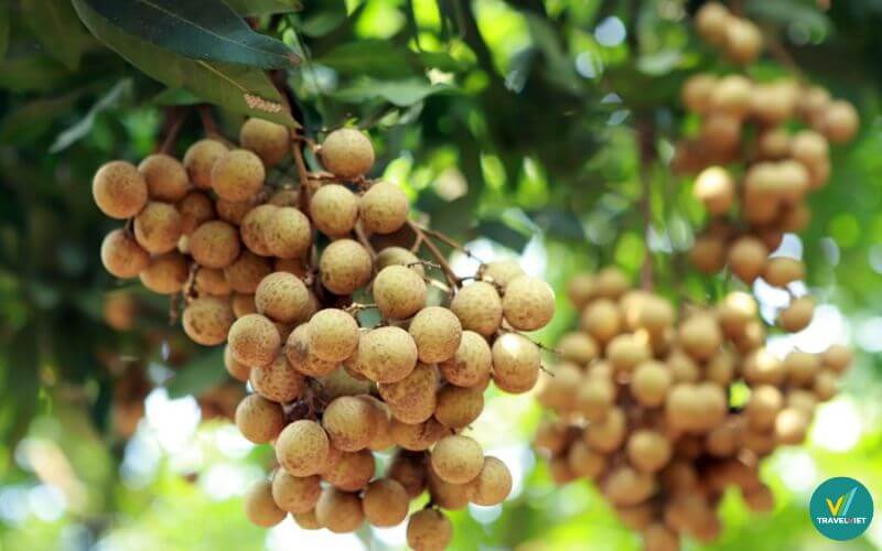 Thưởng thức thiên nhiên và đặc sản mùa nhãn lồng