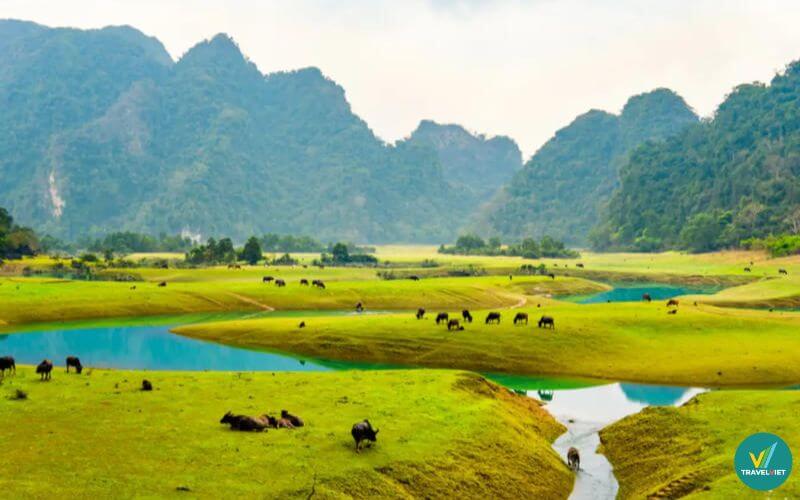 Săn ảnh chất ngất tại thảo nguyên Đồng Lâm