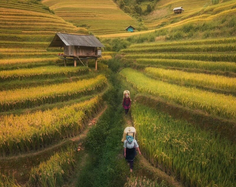 Sống ảo ở cánh đồng Mường Lò – thiên đường lúa vàng