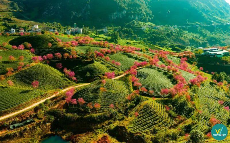 Ngắm hoa anh đào trên đồi chè Ô Long