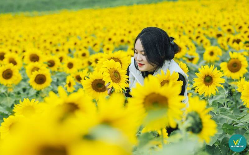 Sống ảo tại cánh đồng hoa Hướng Dương