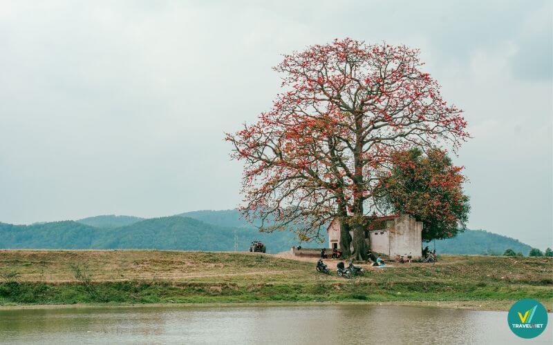 Cây gạo miếu Cô Ba - Bắc Giang