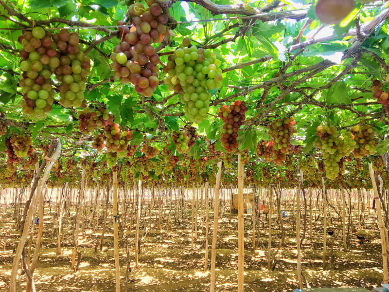 Ninh Thuan Grape Village