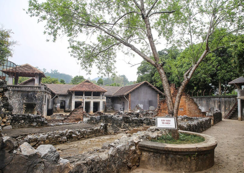 山罗监狱和苏晓桃树