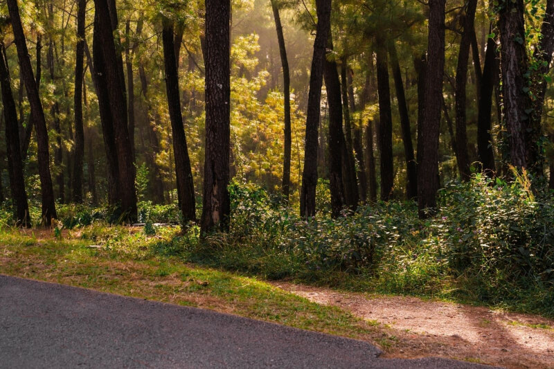 Thien An Hill은 큰 언덕입니다.