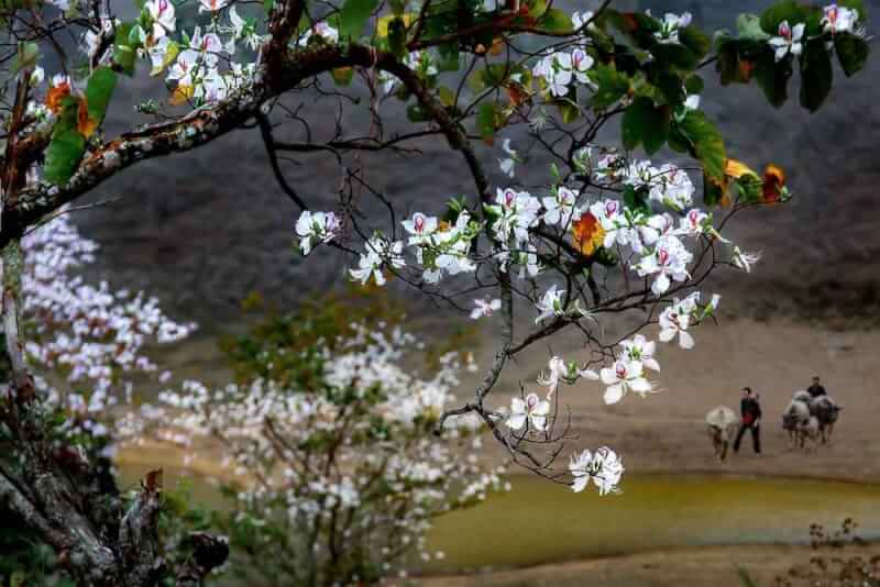 Cánh đồng hoa ban & Lễ hội Hoa Ban Điện Biên