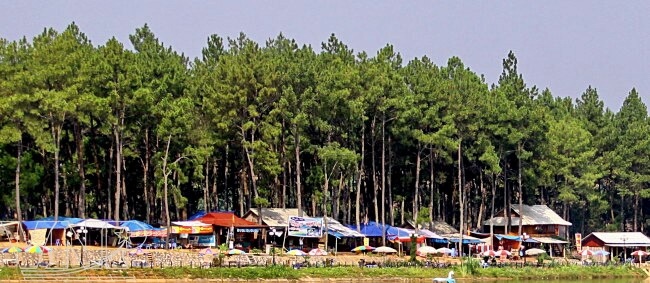 The green pine forest stretches across the red-brown feralite soil hills, creating a beautiful natural landscape.