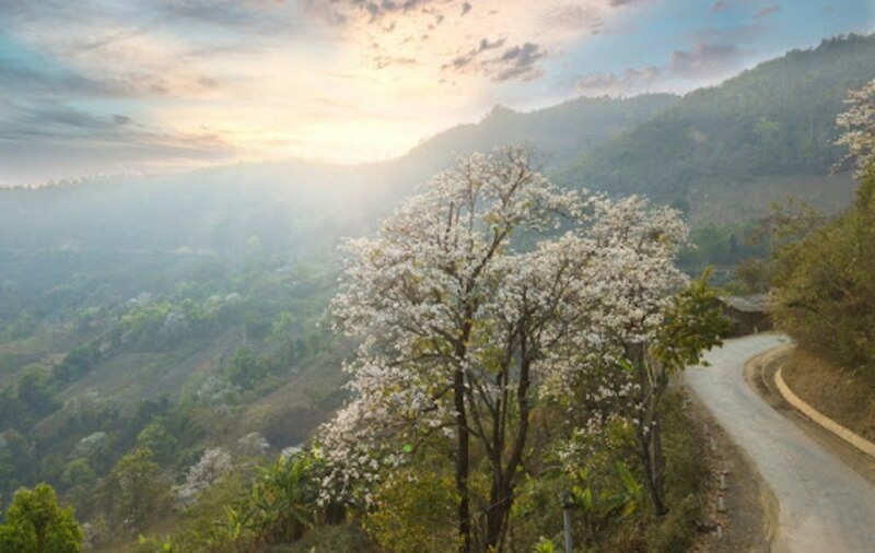 Cánh đồng hoa ban & Lễ hội Hoa Ban Điện Biên