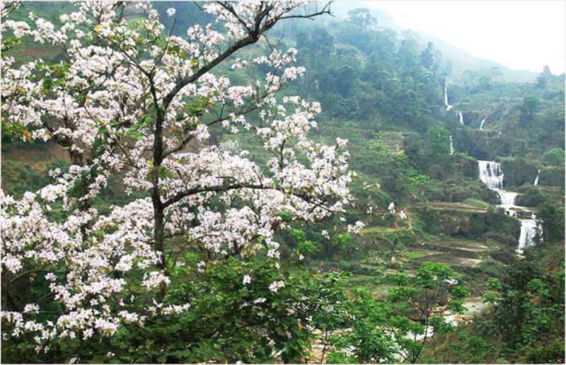 Cánh đồng hoa ban & Lễ hội Hoa Ban Điện Biên