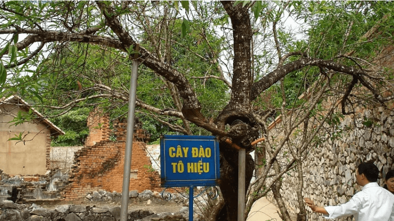 To Hieu peach tree planted in Son La prison.