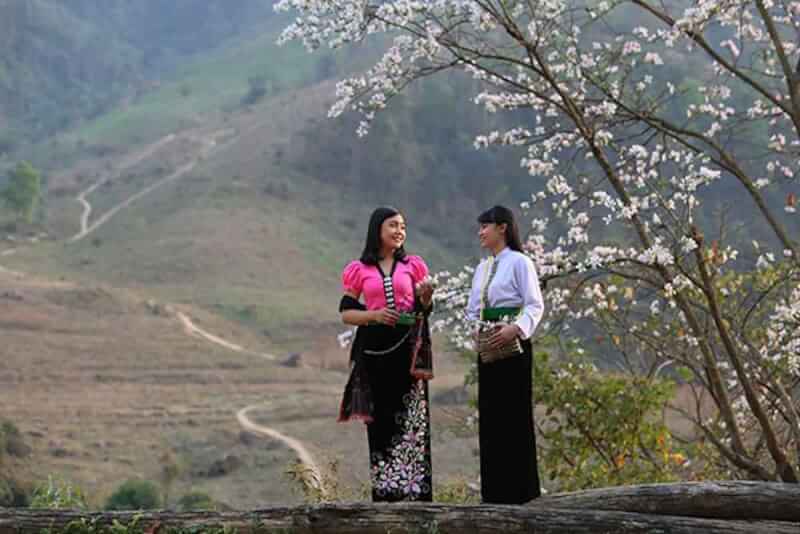 Cánh đồng hoa ban & Lễ hội Hoa Ban Điện Biên