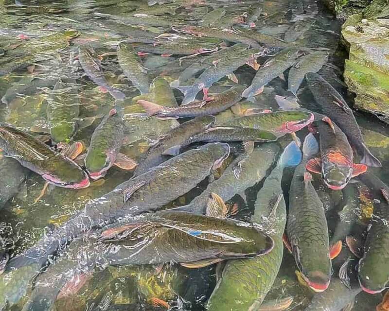 Ngoc 스트림에는 수천 마리의 자연 물고기 떼가 살고 있습니다.