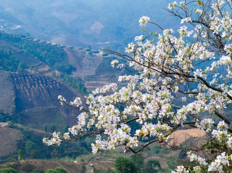 Cánh đồng hoa ban & Lễ hội Hoa Ban Điện Biên