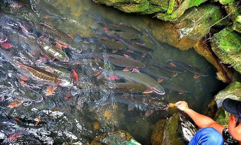 관광객들은 수천 마리의 자연 물고기가 하천에서 자유롭게 헤엄치는 모습을 지켜보는 것을 즐깁니다.