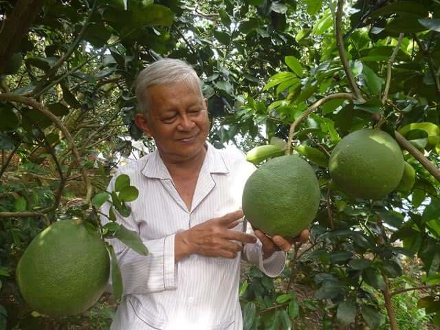 Bí Mật Tạo Nên Hương Vị Ngọt Thanh Của Bưởi Năm Roi Vĩnh Long