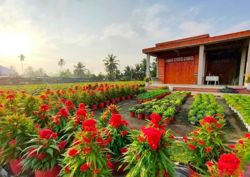 Ghé Thăm Làng Hoa Cái Mơn Và Những Trải Nghiệm Khó Quên