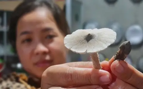 Có Tiền Cũng Khó Mua Nấm Mối Đặc Sản Vĩnh Long