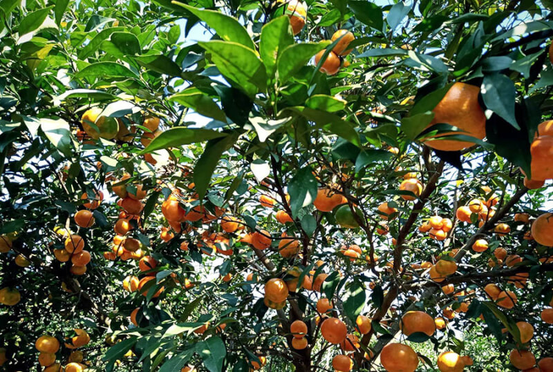 Một Ngày "Lấm Lem" Bùn Đất Nhưng Cực Vui Tại Vườn 6 Tấn Vĩnh Long