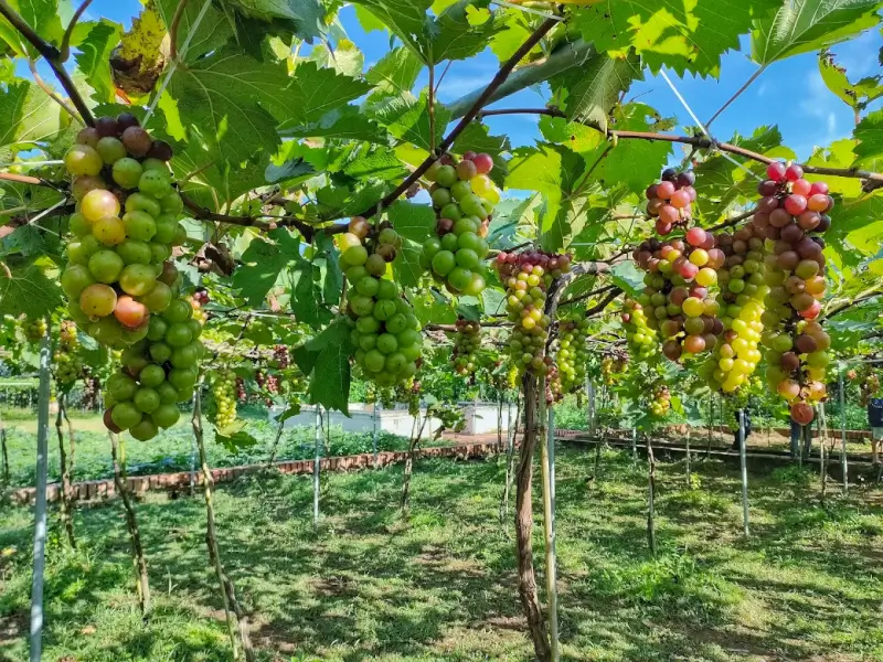 Vườn Nho Nhà Cổ Huỳnh Phủ: Tọa Độ Sống Ảo Triệu View Tại Vĩnh Long