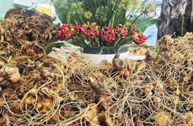International Ngoc Linh Ginseng Festival