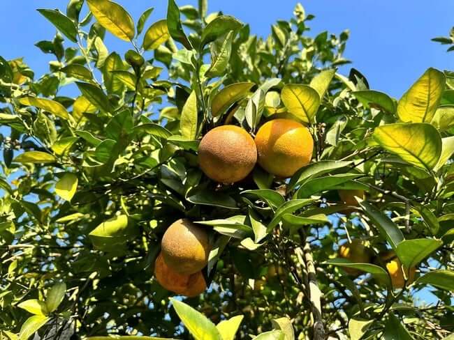 2025 까오퐁 오렌지 페스티벌