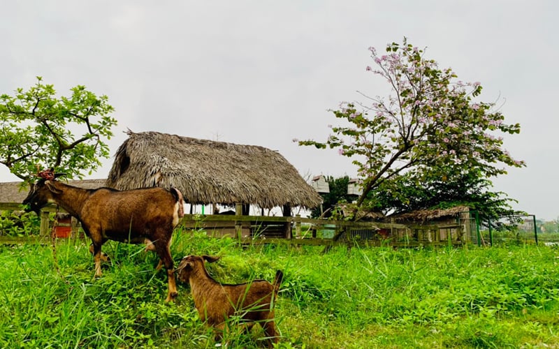 Khu sinh thái Làng Việt Đầm Trành