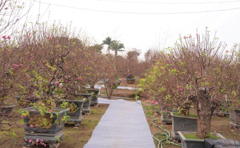 Lễ hội “Đào Nhật Tân – Sắc xuân Hồng Hà”