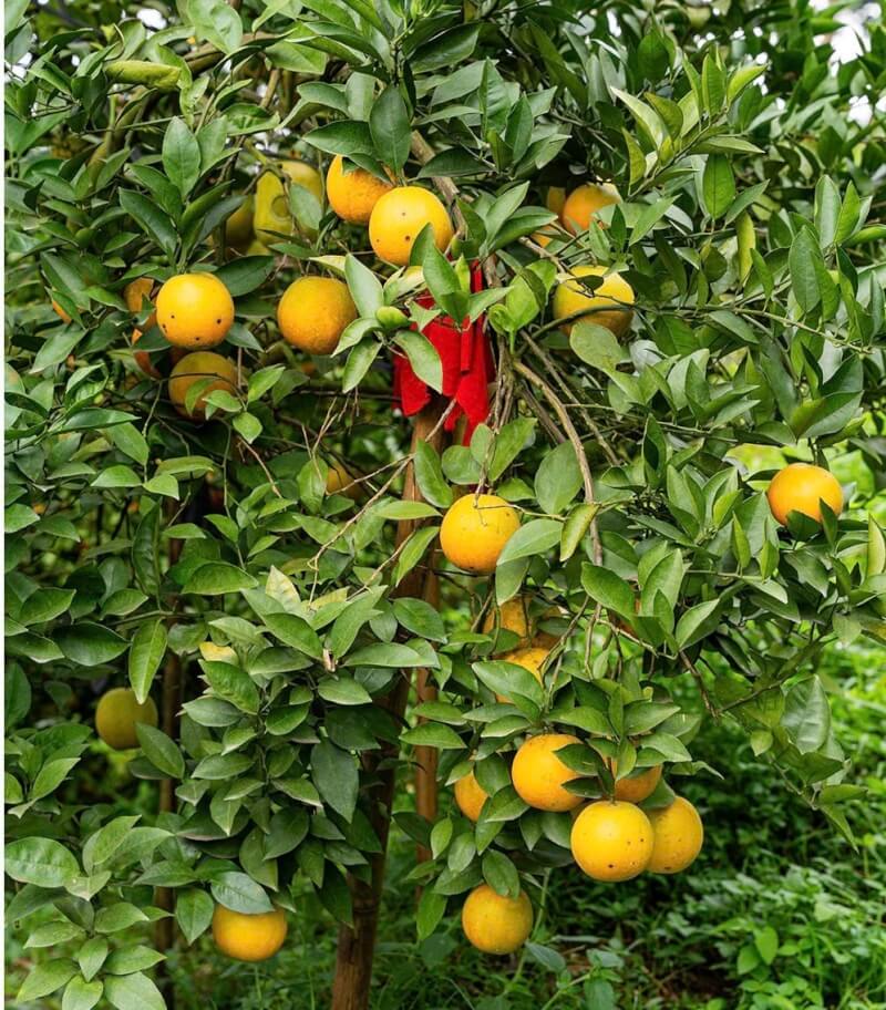 2025 까오퐁 오렌지 페스티벌