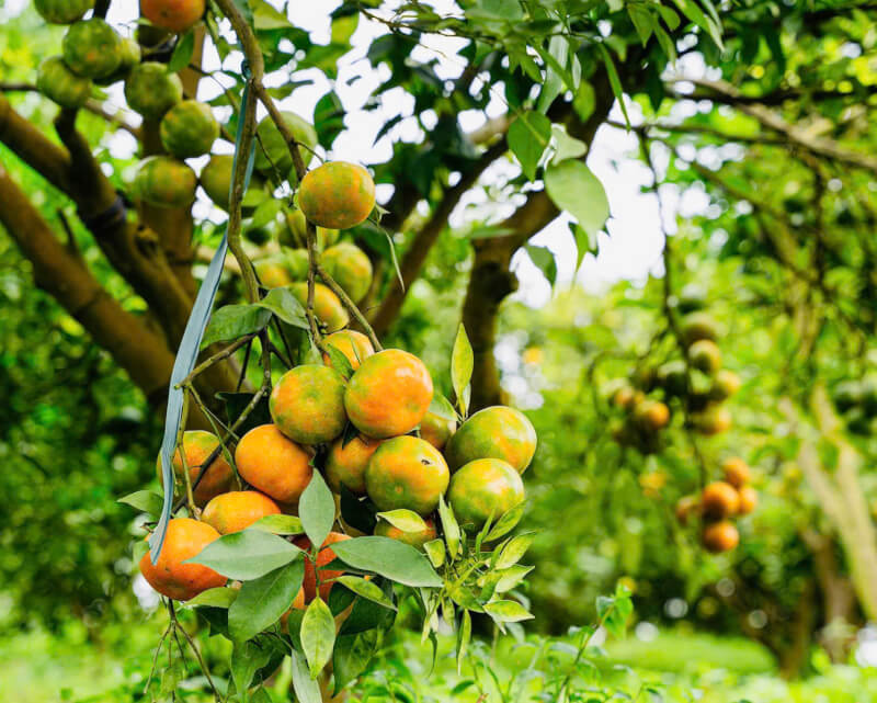 2025 까오퐁 오렌지 페스티벌