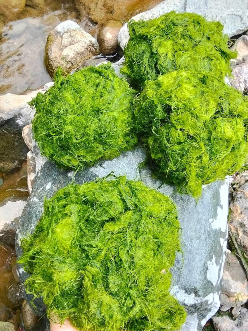 2025年第一届采苔节