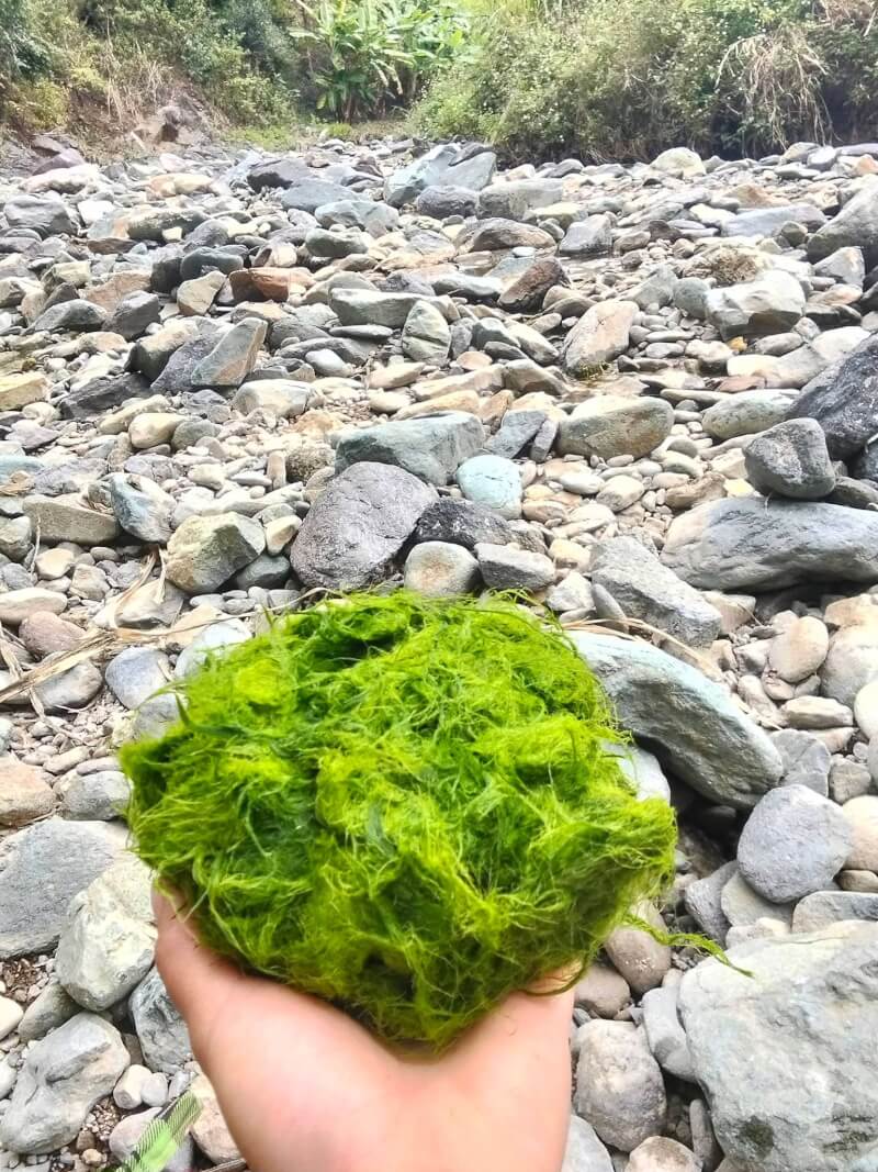 2025年第一届采苔节