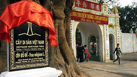 Traditional festival of Quynh Do village