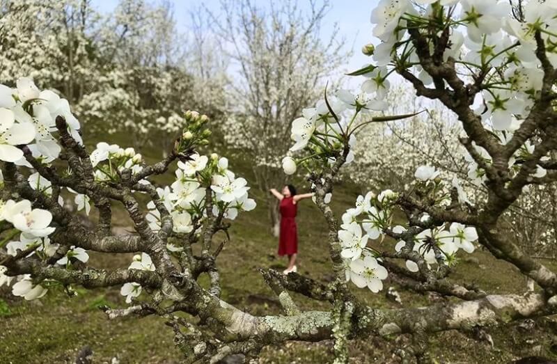 Le flower festival in Hong Thai commune