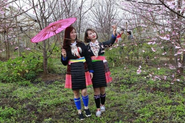  LỄ HỘI HOA ANH ĐÀO XÃ MƯỜNG PHĂNG NĂM 2026