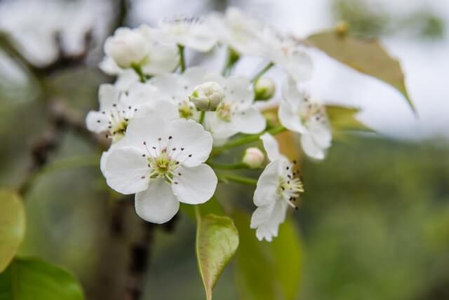 Le flower festival in Hong Thai commune