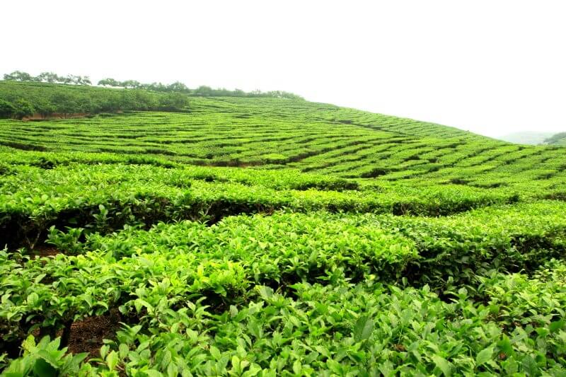 Lễ hội 'Thái Nguyên – Hương sắc danh trà'