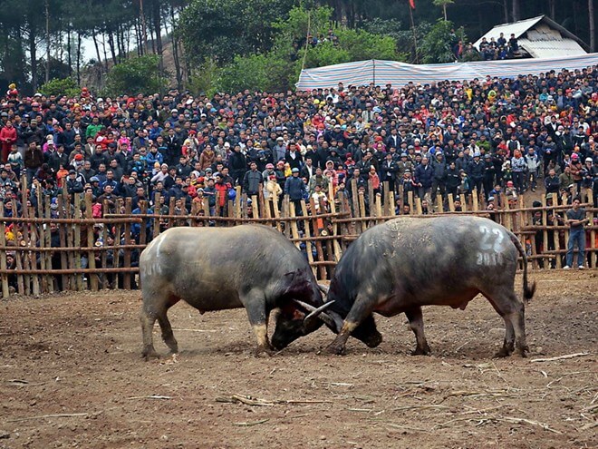 Lễ hội chọi trâu Sơn La