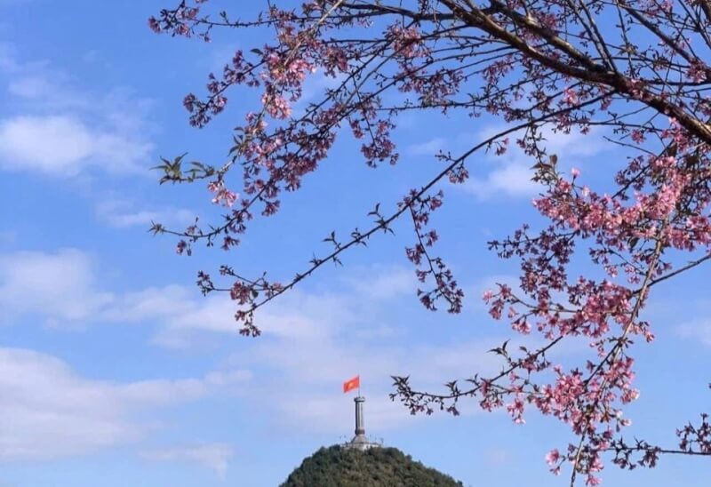 Cherry blossom festival